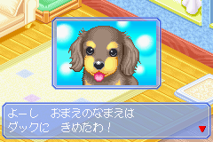 みんなのソフトシリーズ2980 かわいい仔犬ミニ わんこと遊ぼう!! o7r6kf1 Amazon | かわいい仔犬ミニ わんこと遊ぼう！！ 小型犬 なかよし